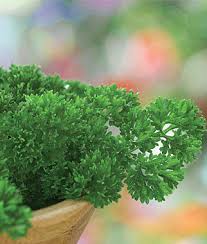 Image result for Petroselinum