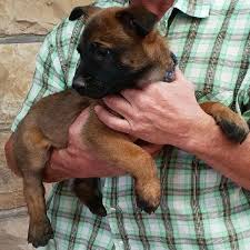 Summit county, silverthorne, co id: Malinois Puppies Ads March Clasf