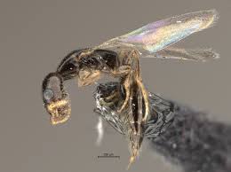 Image result for Scleria hispidula