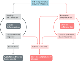 The ____ immune response is composed mainly of t and b cells and responds to infections more slowly chronic cirrhosis of the liver would reduce the production of complement proteins; Cell Death In Chronic Inflammation Breaking The Cycle To Treat Rheumatic Disease Nature Reviews Rheumatology