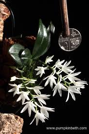 Image result for Aerangis collum-cygni