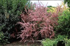 Image result for tamarix ramosissima pink cascade