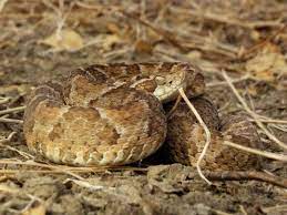 Bothrops Erythromelas Caatinga Lancehead Or The Jararaca Da Seca Snake Pit Viper Deadly Creatures