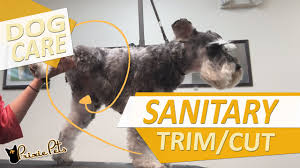 The actual cost of grooming a dog on an average, the price for complete dog grooming servicing is $53. Cost Of Dog Grooming Typical Price Quotes