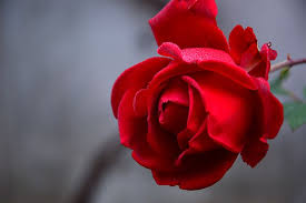 Maybe you would like to learn more about one of these? 40 000 Rose Images Photos Hd