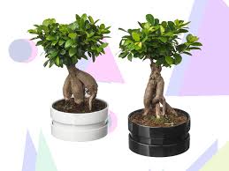 Recommended for indoor use only. Best Ikea Plants Succulents Pots Planter Stands