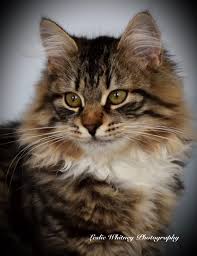 The siberian cat is moderately active. Massachusetts Siberian Cats Kittens Siberian Cat Breeder Shawmekatz Siberians Ma Massachusetts Cape Cod
