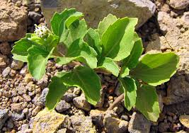 Image result for Acanthospermum australe