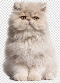 When the oriental shorthair was accepted for championship status in 1977, it rapidly became one of cfa's most popular breeds. Persian Cat Kitten Birman Classic Persian Siamese Cat Cao Transparent Background Png Clipart Hiclipart