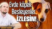 Kopek Bulunan Eve Melekler Girmez Kopek Bulunan Evin Rizki Azalir Youtube