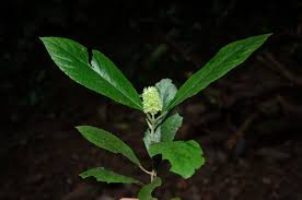 Image result for Achyrospermum ciliatum