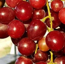 Jenis cheri ini memang tanaman yang cepat berbuah, tanpa harus kita awasi dan rawat setiap saat… Bibit Tanaman Buah Anggur Impor Ninel Buah Jumbo Manis Cepat Berbuah Cocok Disegala Tempat Terbaru Agustus 2021 Harga Murah Kualitas Terjamin Blibli