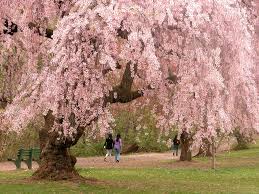 Hotels near new jersey institute of technology. Cherry Blossom Season In Nj The Montclair Dispatch