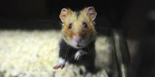 Vous devez vous adresser à la police ou à la gendarmerie. Ces Animaux Menaces De Disparition En France