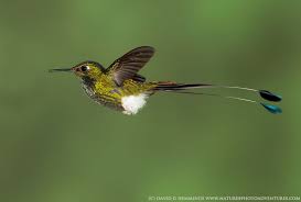 Black Bird With Two Long Tail Feathers Booted Racket Tail Hummingbird The Male Of This Species Has A Pair Of Impressive Tail Feathers The Feathers Ex Hummingbirds Photography Hummingbird Pet Birds