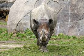 Design, model, present, analyze, realize. Eastern Black Rhinoceros Meet Them At Zoo Leipzig