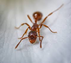 We did not find results for: What Attracts Ants And How Do I Get Rid Of Them Pest Defence News