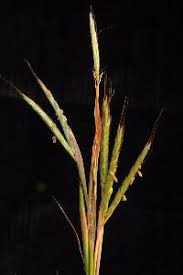 Image result for Andropogon gayanus