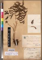 Image result for Athyrium schimperi