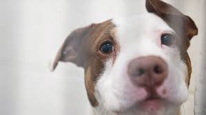 He loves being pet and going for walks. Coronavirus What To Know About Indianapolis Area S Animal Shelters