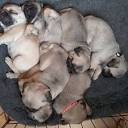 Pug Breeders in Virginia with Puppies for Sale | PuppyHero