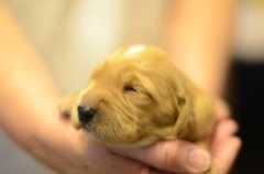 Golden retriever puppies have a biological need to chew and they want to play constantly. Pennysaver Golden Retriever In Riverside