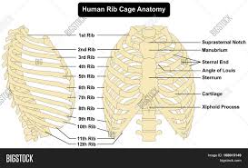 Anatomy of rib cage and sternum. Human Body Rib Cage Image Photo Free Trial Bigstock