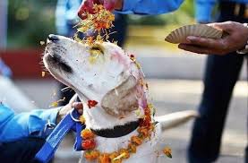 Check spelling or type a new query. Kukur Tihar Saat Para Anjing Turut Serta Memeriahkan Diwali Guideku Com
