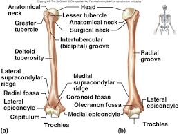 A long bone is one that is cylindrical in shape, being longer than it is wide. Humerus Anatomy Bones Medical Anatomy Medical Knowledge
