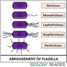 Maybe you would like to learn more about one of these? What Is Bacterial Flagella Definition Features Structure Function Motility Biology Reader