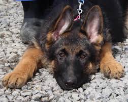 Ross county, chillicothe, oh id: German Shepherds Amigo Acres