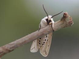 Streak pure white, of uniform width. White Ermine