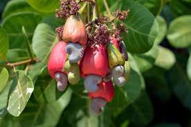 Image result for Anacardium