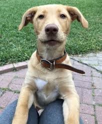 Maybe you would like to learn more about one of these? Yellow Lab Mix Puppy For Adoption In Corpus Christi Tx Adopt Lexi