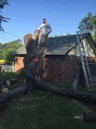 Contact us for a professional opinion if you. Rg Tree Service Home Facebook
