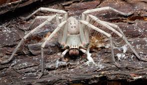Huntsman spider the huntsman spider is a common name given to the family 'sparassidae'. Green Bellied Huntsman Biodiversity Of The Western Volcanic Plains