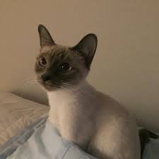 1920x1080 hd pics photos sharp looking cute cat hd quality desktop background wallpaper. Kitty Cats Cats Pretty Cats Cute Animals