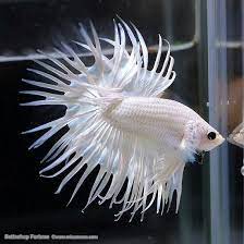 Platinum White Crowntail Betta Betta Fish Betta Pet Fish