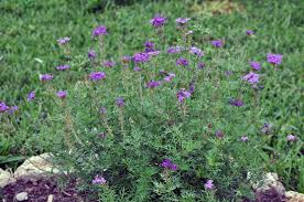 To identify purple perennials, note their foliage, form and flower type. Flowering Plants For Texas And Natives Purple Flowering Plants Purple Plants Flowers Perennials