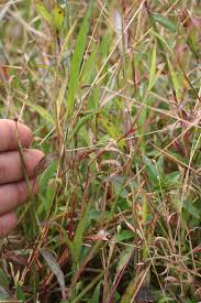 Image result for Ischaemum afrum