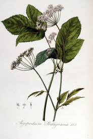 Geschiedenis, voedingswaarde, gezondheid tot en met (gemeen) zevenblad, tuinmansverdriet, drieblad, wilde vlier, hanepoot, kraaiepoot, geitenpoot. Zevenblad Aegopodium Podagraria Planten Wild