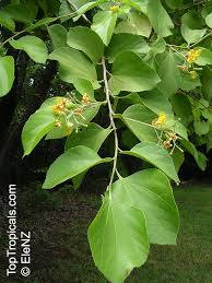 Image result for Grewia monticola