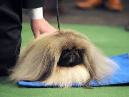 2012 Westminster Kennel Club Dog Show Dog Show Dogs Toy Dog Breeds