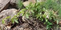 Image result for Cyphostemma lanigerum