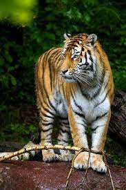 Amur Tiger Amur Tiger Animals Beautiful Tiger