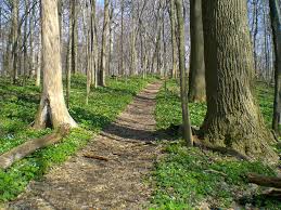 Across the globe, there are several forests that are still left untouched, and no efforts have been made to harvest the trees for commercial use. 7 Old Growth Forests In Indiana You Ll Want To Visit Asap
