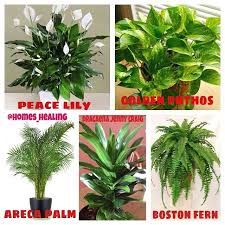 Instagram Photo By Homes Healing S Alasfar Via Iconosquare Feng Shui Indoor Gardens Peace Lily