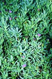 Image result for Xyris rubella