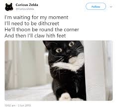 Curious Zelda Tweets Funny Limericks From Her Daily Life Kittens Funny Cute Funny Animals Cat Quotes Funny