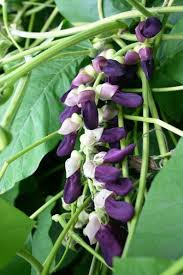 Image result for Mucuna